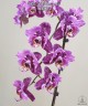 Phal. MIki Gorgeous 2.5''