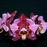 Phal. MIki Gorgeous 2.5''