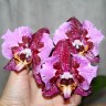 Phal. MIki Gorgeous 2.5''
