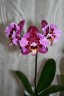 Phal. MIki Gorgeous 2.5''