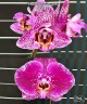 Phal. MIki Gorgeous 2.5''