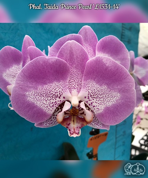 Phal. Taida Prince Pearl 'L1531-14' 2.5"