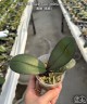 Phal. OX Black Face (peloric - 2 eyes) 2.5''