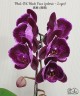 Phal. OX Black Face (peloric - 2 eyes) 2.5''