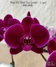 Phal. OX Black Face (peloric - 2 eyes) 2.5''