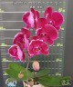 Phal. OX Black Face (peloric - 2 eyes) 2.5''