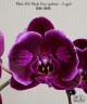 Phal. OX Black Face (peloric - 2 eyes) 2.5''