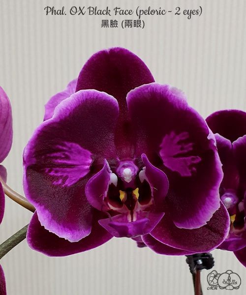 Phal. OX Black Face (peloric - 2 eyes) 2.5''