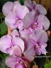 Phal. Charming Pink Fantasy 2.5''