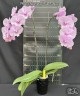 Phal. Charming Pink Fantasy 2.5''
