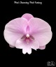 Phal. Charming Pink Fantasy 2.5''