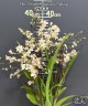 Onc. Twinkle 'Fragrance Fantasy' 2.5"