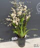 Onc. Twinkle 'Fragrance Fantasy' 2.5"