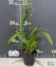 Onc. Twinkle 'Fragrance Fantasy' 2.5"