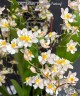 Onc. Twinkle 'Fragrance Fantasy' 2.5"