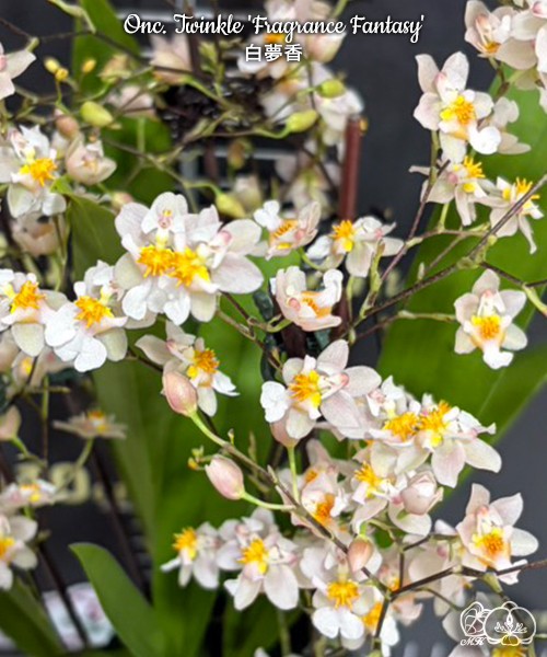 Onc. Twinkle 'Fragrance Fantasy' 2.5"