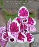Phal. Miki Pink Panther (peloric - 3 lips) 2.5"