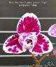 Phal. Miki Pink Panther (peloric - 3 lips) 2.5"