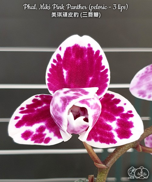 Phal. Miki Pink Panther (peloric - 3 lips) 2.5"