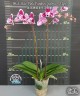 Phal. Miki Pink Panther (peloric - 3 lips) 2.5"