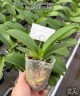 Phal. Miki Pink Panther (peloric - 3 lips) 2.5"