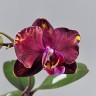 Phal. Wealth 2.5''