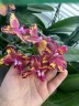 Phal. Wealth 2.5''