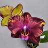 Phal. Wealth 2.5''