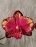 Phal. Wealth 2.5''