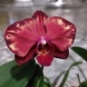 Phal. Wealth 2.5''