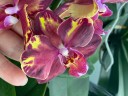 Phal. Wealth 2.5''