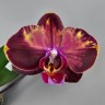 Phal. Wealth 2.5''