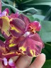 Phal. Wealth 2.5''