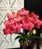 Phal. Wealth 2.5''