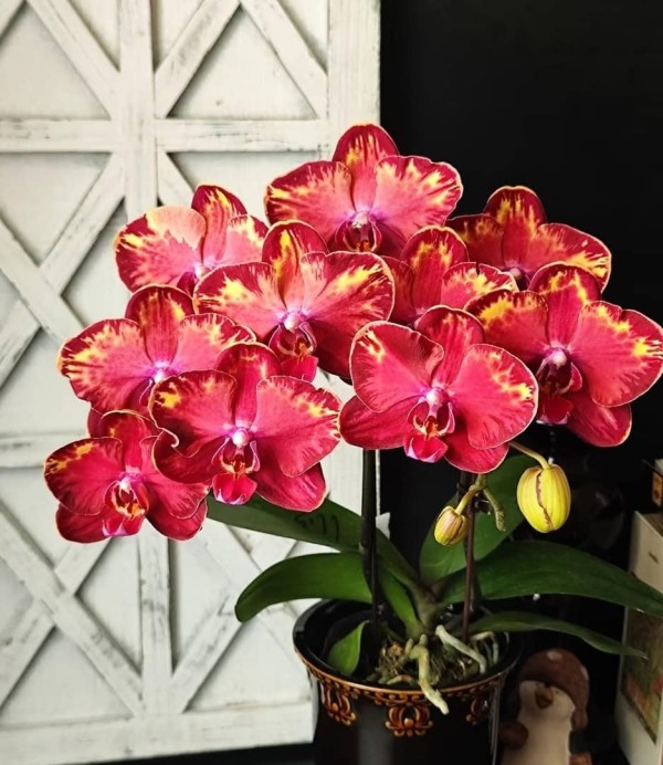 Phal. Wealth 2.5''