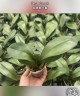 Phal. Wealth 2.5''