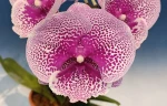 Phal. Koi Fish 2.5" УЦЕНКА (мех. повр. лист.)