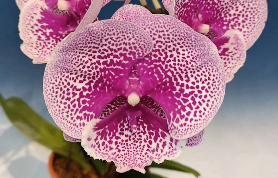 Phal. Koi Fish 2.5" УЦЕНКА (мех. повр. лист.)