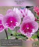 Phal. Koi Fish 2.5" УЦЕНКА (мех. повр. лист.)