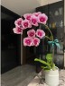 Phal. Koi Fish 2.5" УЦЕНКА (мех. повр. лист.)