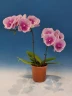 Phal. Koi Fish 2.5" УЦЕНКА (мех. повр. лист.)