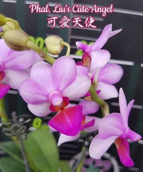Phal. Liu's Cute Angel 2.5"