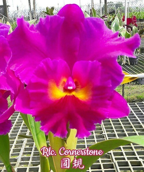 Rlc. Cornerstone 2.5"