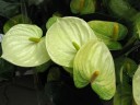 Anthurium andreanum 'Vanilla' Ø 9 см