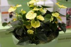 Anthurium andreanum 'Vanilla' Ø 9 см