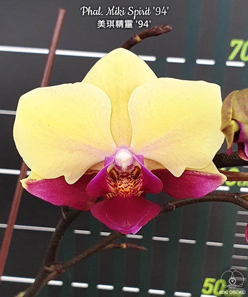Phal. Miki Spirit '94' 2.5''