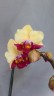 Phal. Miki Spirit '94' 2.5''
