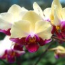 Phal. Miki Spirit '94' 2.5''