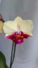 Phal. Miki Spirit '94' 2.5''