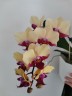 Phal. Miki Spirit '94' 2.5''